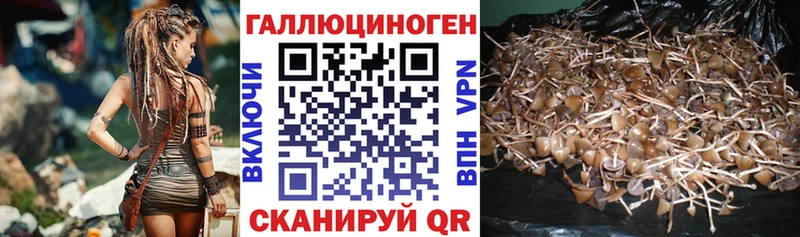 Галлюциногенные грибы Psilocybine cubensis Суздаль